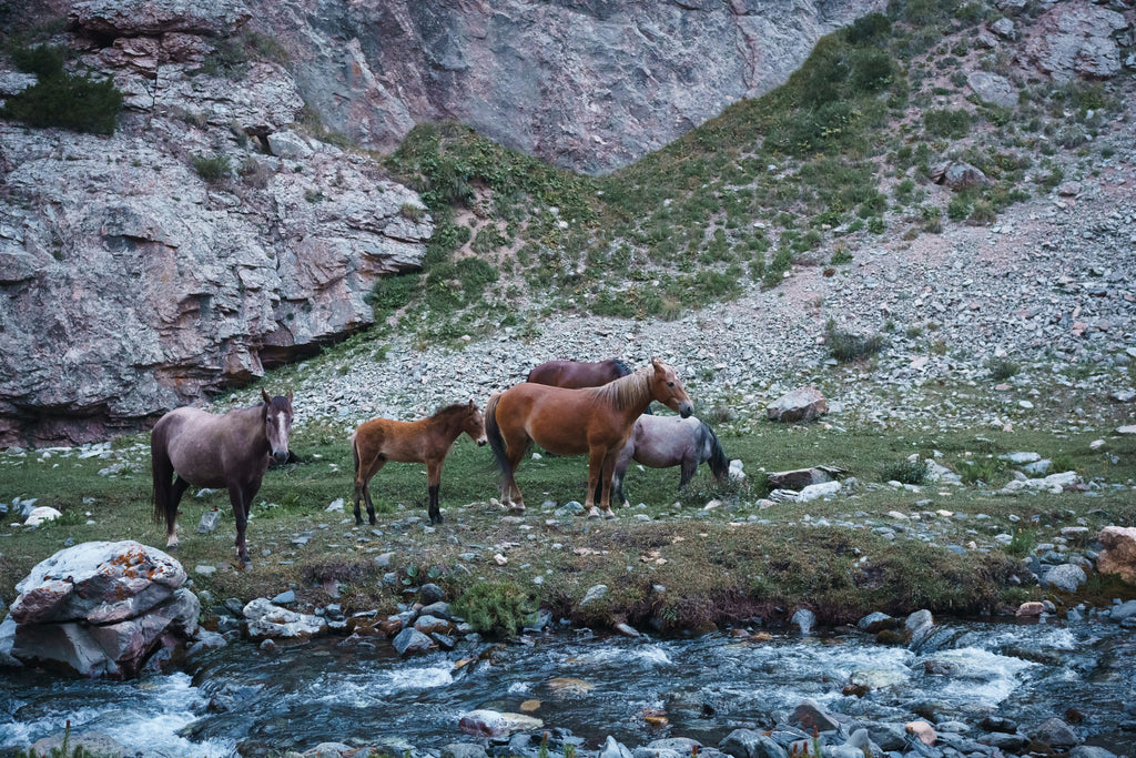 SILK ROUTE TOUR