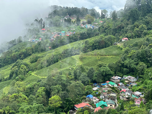 DARJEELING